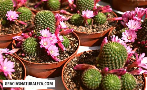 cactus con flores preciosas.